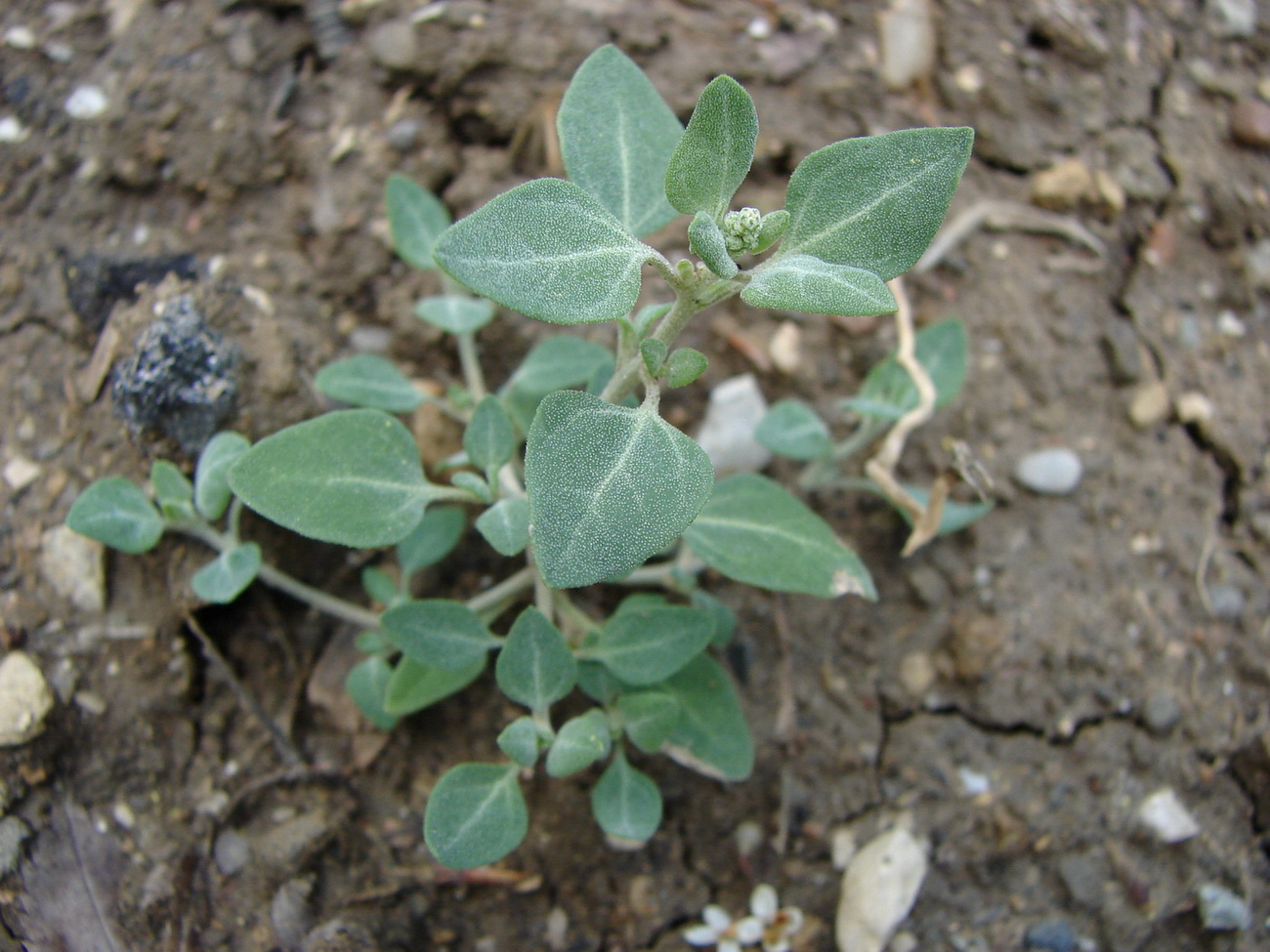 Image of Chenopodium vulvaria specimen.