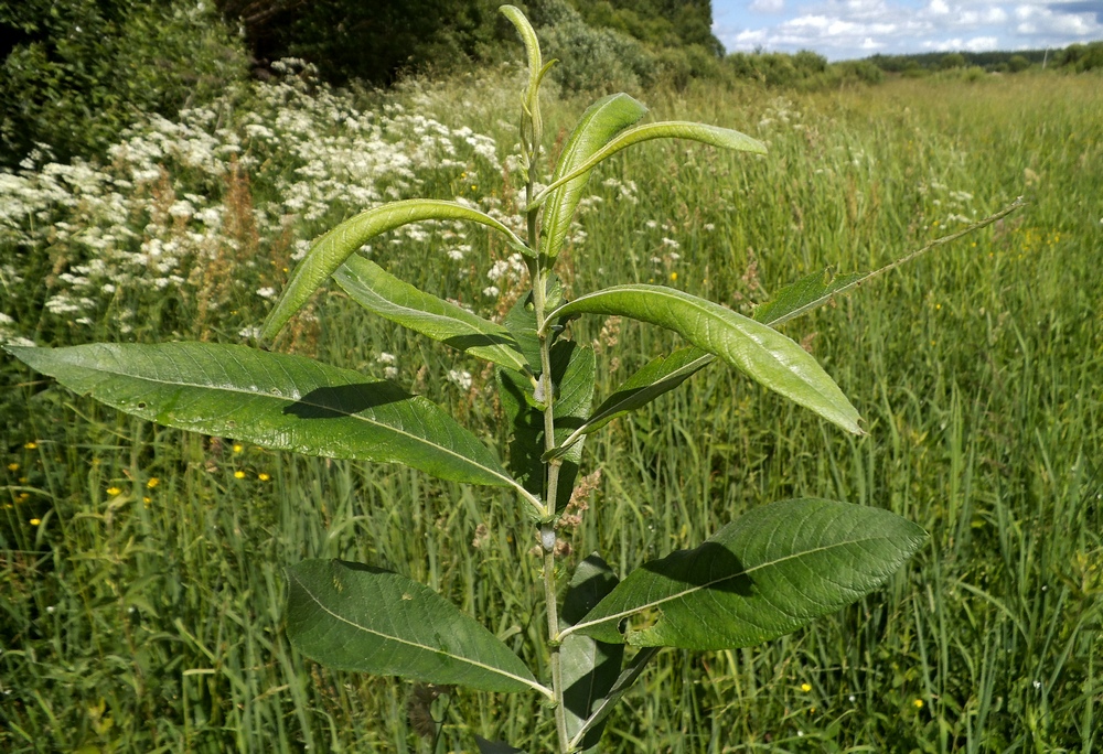 Image of Salix gmelinii specimen.