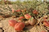 Astragalus pallasii. Плодоносящее растение в солянково-серополынной глинистой пустыне. Казахстан, Восточно-Казахстанская обл., Аягозский р-н, 38 км СЗ пос. Актогай; Северное Прибалхашье, плоская терраса долины р. Баканас, юго-западнее сопки Аяккараул. 31.05.2013.