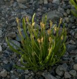 Plantago maritima ssp. subpolaris