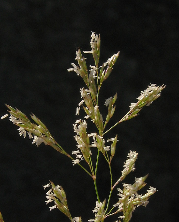 Изображение особи Agrostis gigantea.