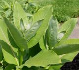 Asclepias syriaca. Верхушки побегов. Германия, г. Krefeld, Ботанический сад. 10.06.2013.