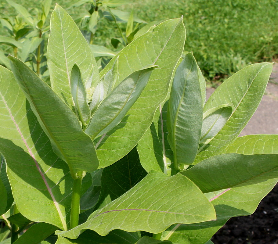 Image of Asclepias syriaca specimen.