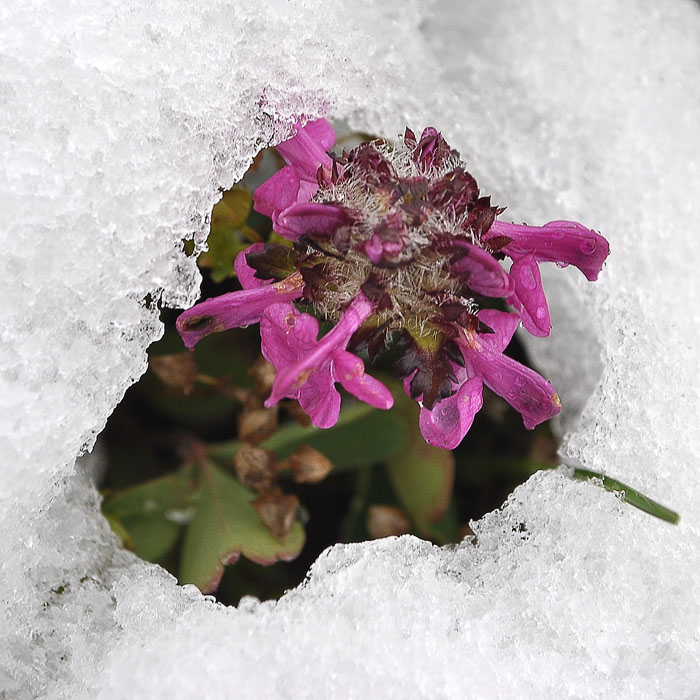 Изображение особи Pedicularis crassirostris.