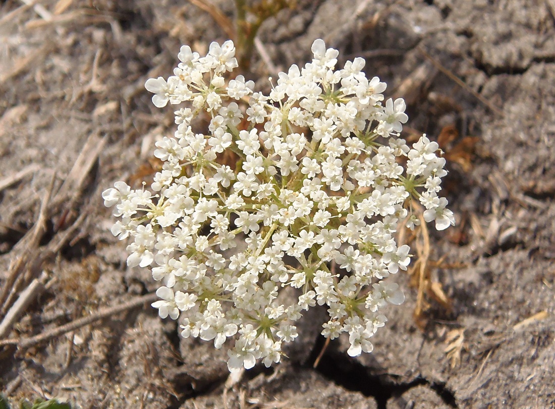 Image of familia Apiaceae specimen.