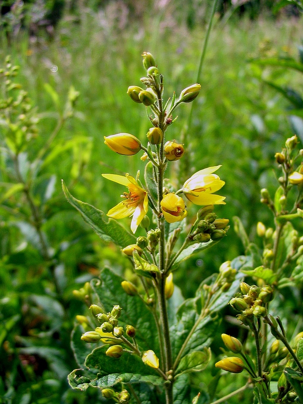 Image of Lysimachia vulgaris specimen.