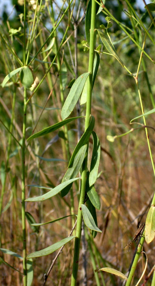 Изображение особи Euphorbia seguieriana.