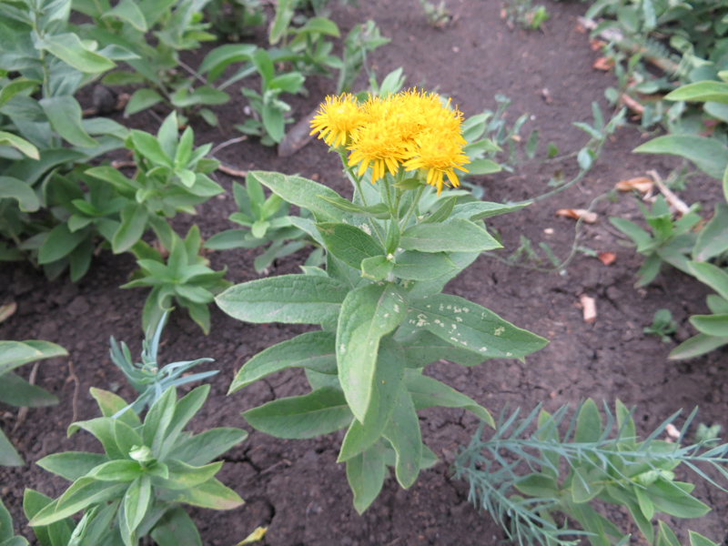 Image of Inula germanica specimen.