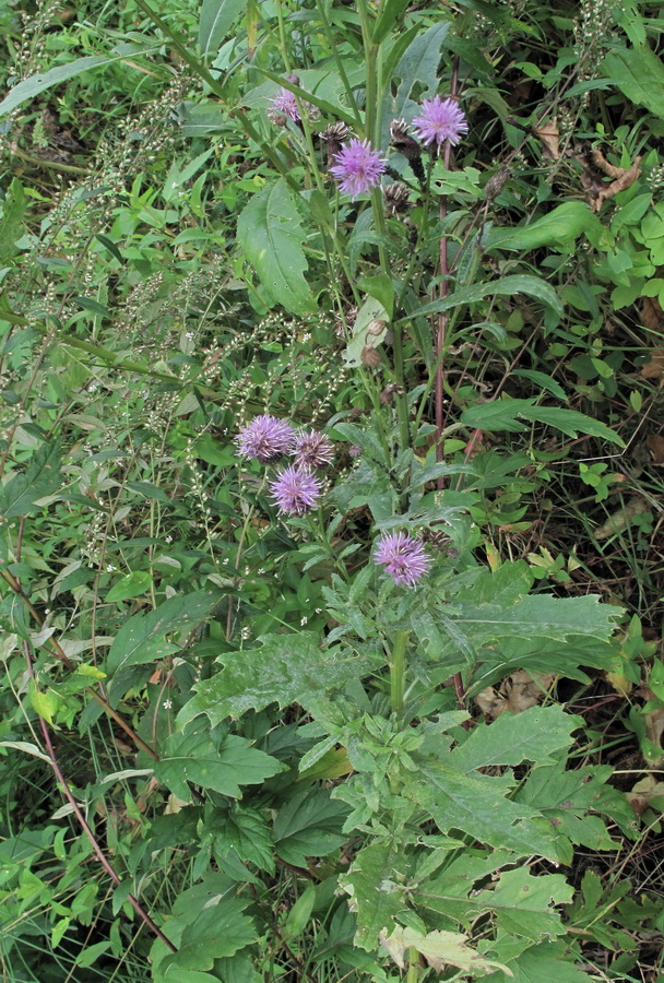 Изображение особи Cirsium arvense.