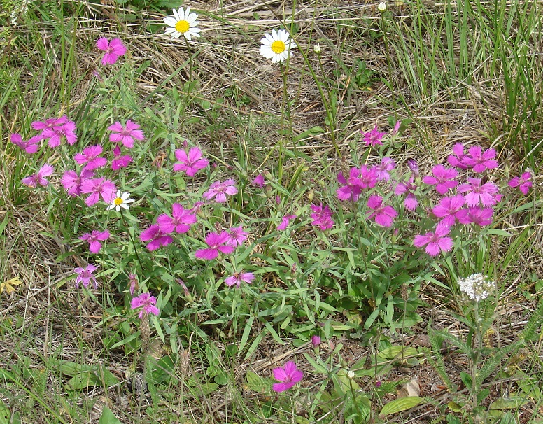 Image of Dianthus versicolor specimen.