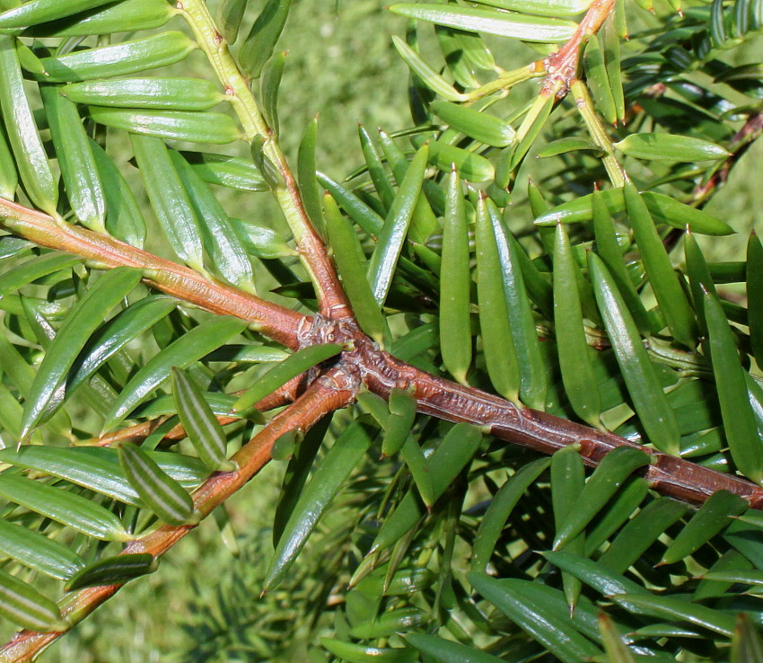 Изображение особи Torreya nucifera.