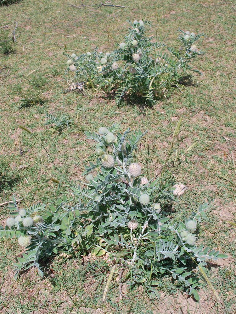 Image of Astragalus eximius specimen.