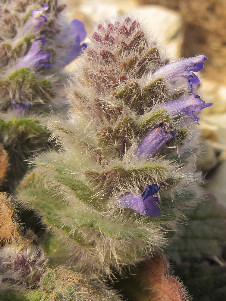 Image of Ajuga orientalis specimen.