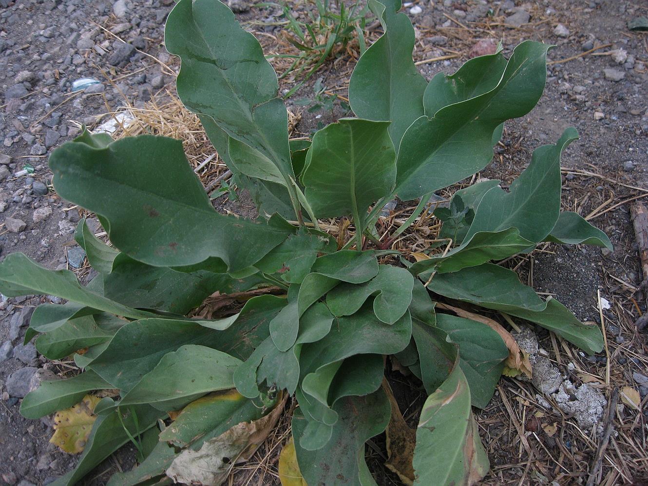 Image of Limonium scoparium specimen.