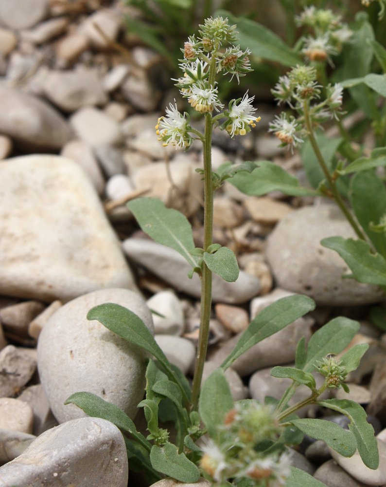 Image of Reseda urnigera specimen.