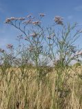 Limonium sareptanum