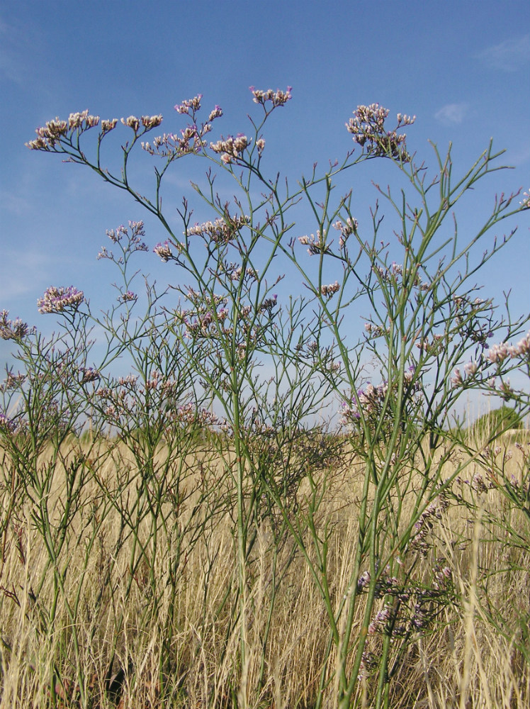 Image of Limonium sareptanum specimen.