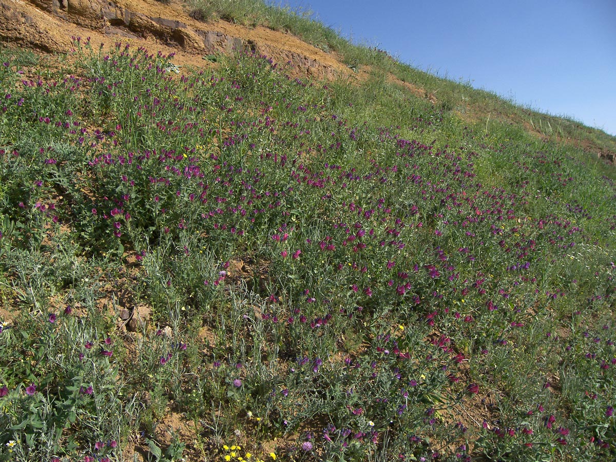 Image of Echium amoenum specimen.