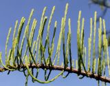 Taxodium distichum. Средняя часть ветки с молодыми побегами. Германия, г. Дюссельдорф, Ботанический сад университета. 04.05.2014.