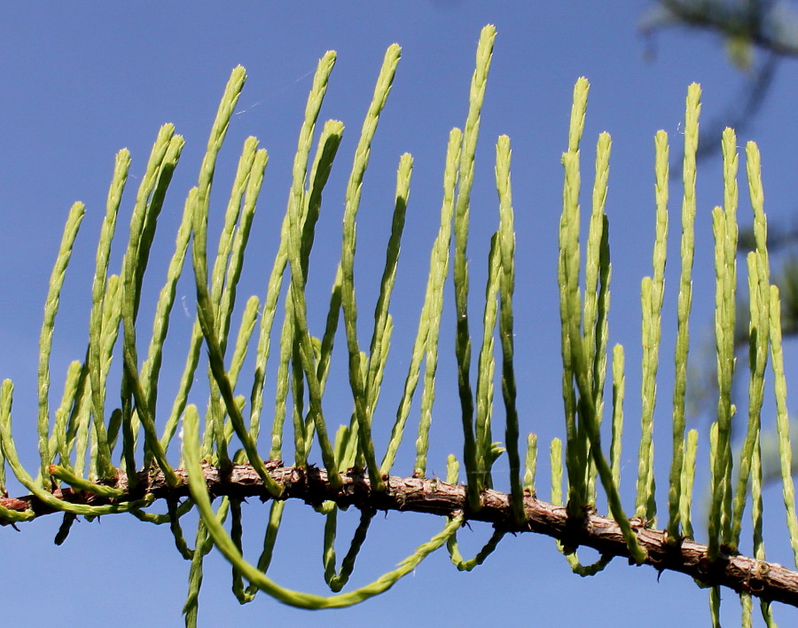 Image of Taxodium distichum specimen.