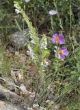 Scutellaria albida