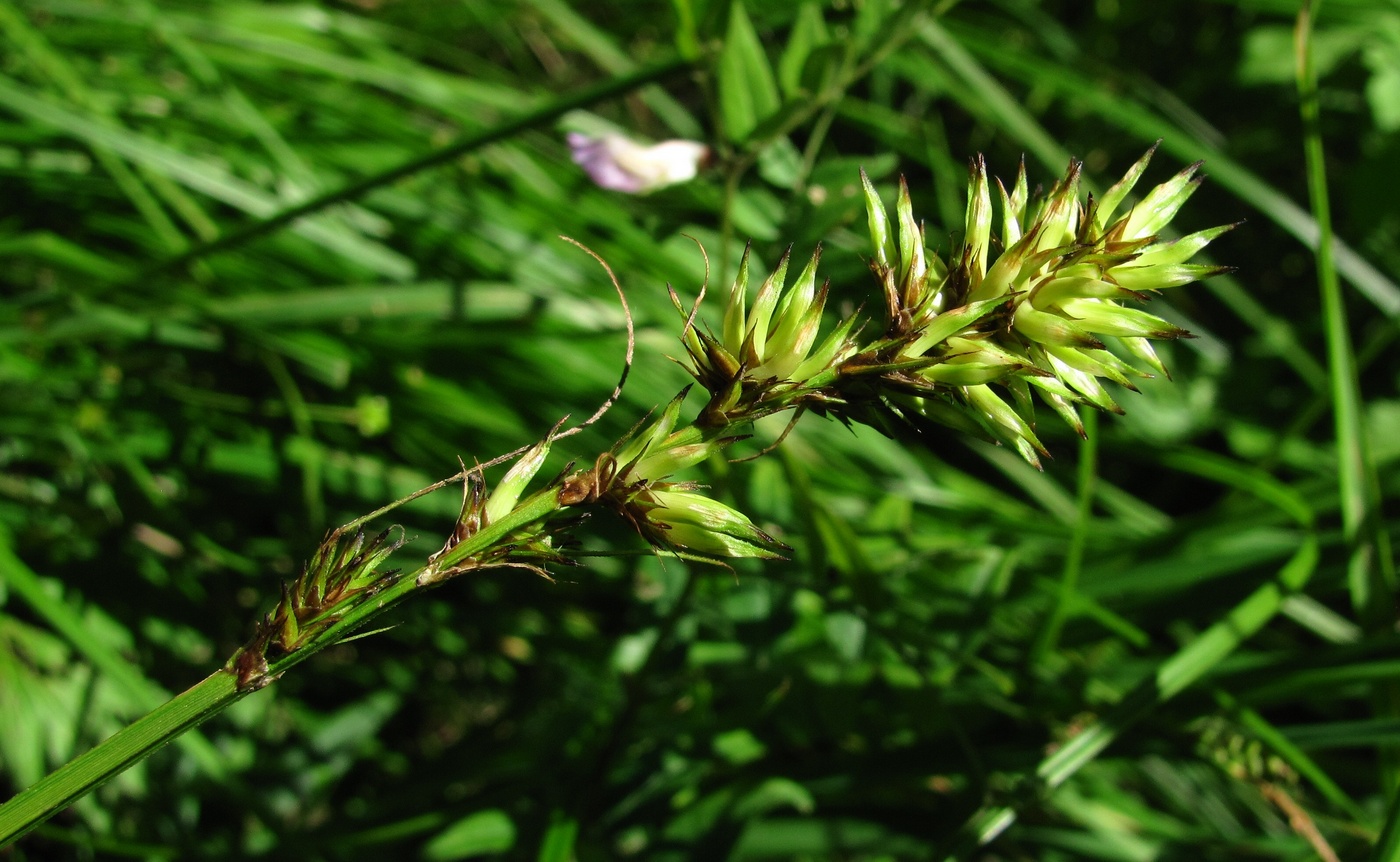 Image of Carex vulpina specimen.