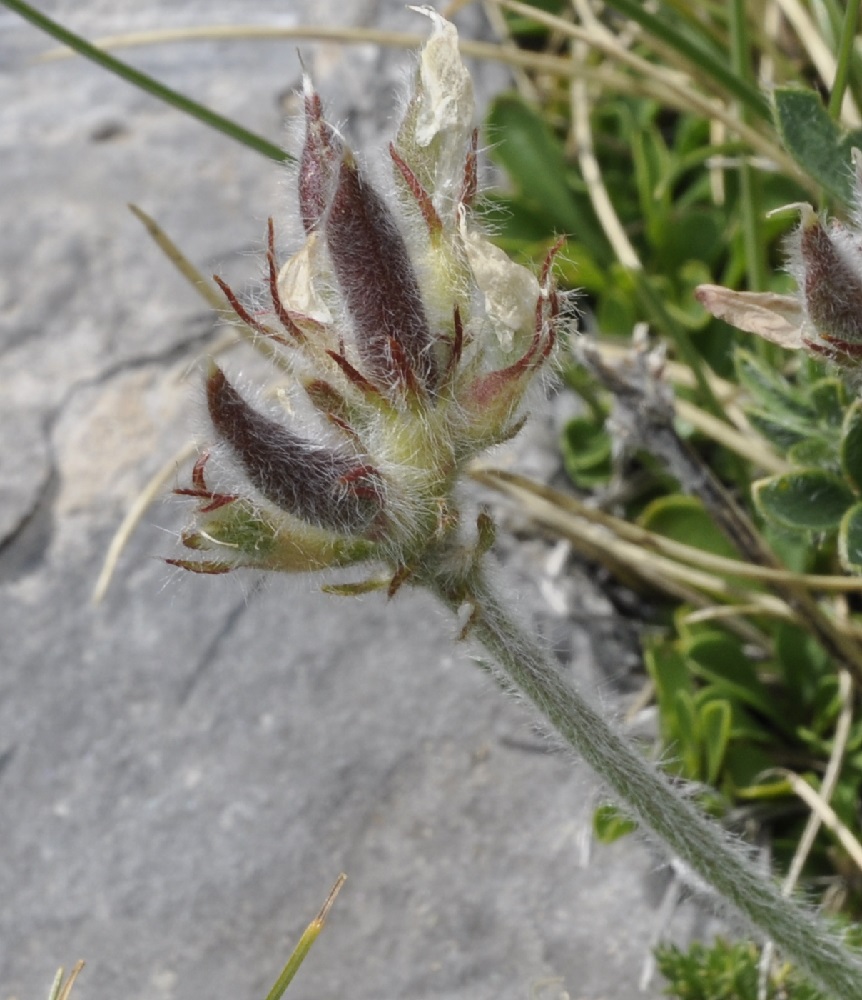 Image of Oxytropis purpurea specimen.