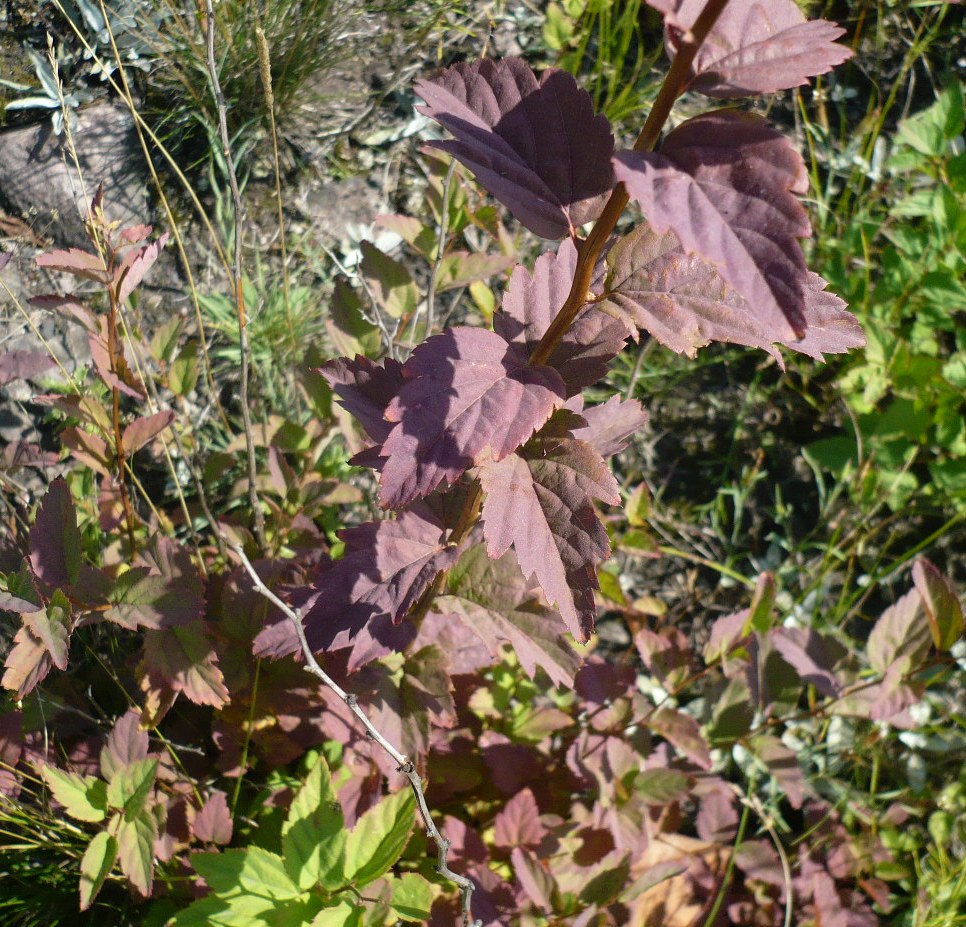Image of Spiraea chamaedryfolia specimen.
