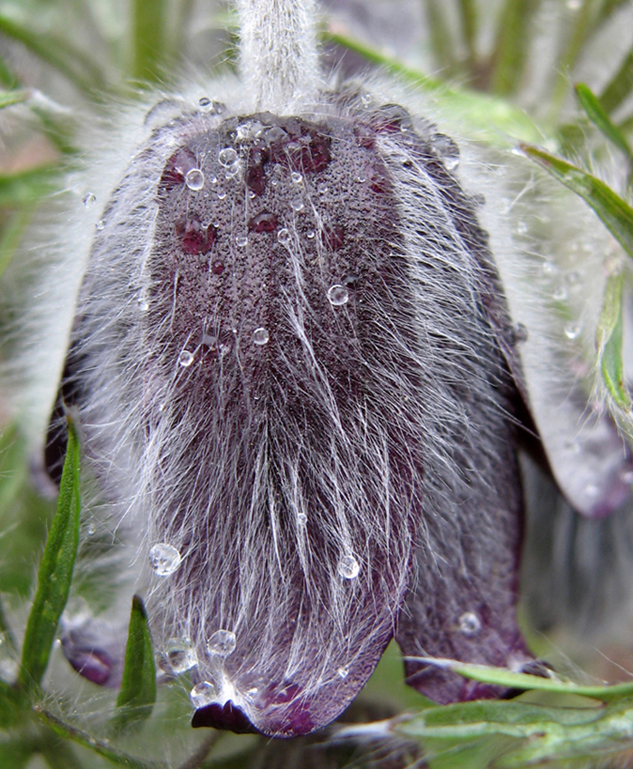 Изображение особи Pulsatilla bohemica.