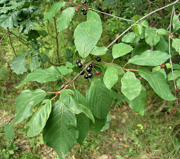 Изображение особи Frangula alnus.