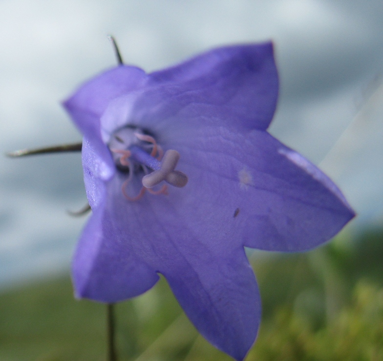 Image of Campanula rotundifolia specimen.