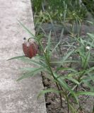 Fritillaria orientalis