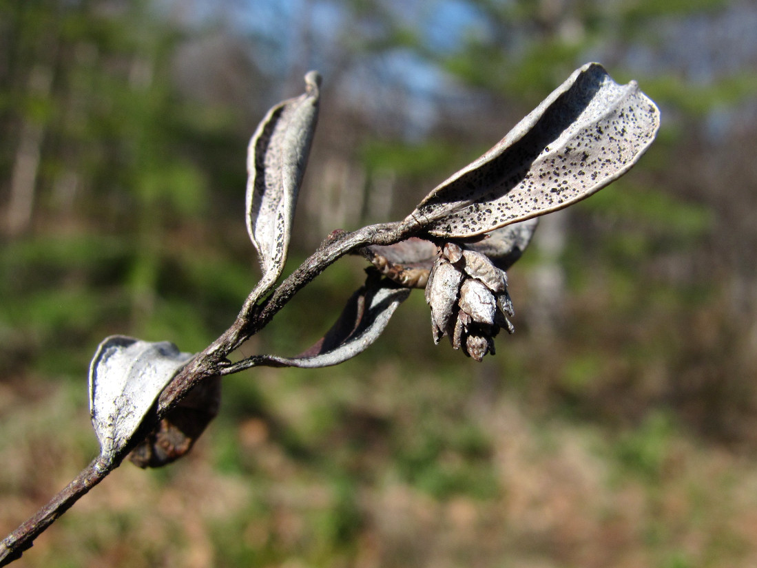 Image of Vaccinium vitis-idaea specimen.