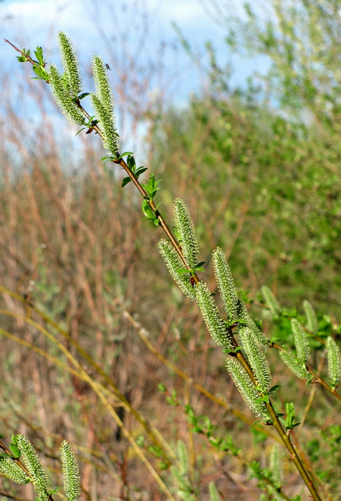 Image of Salix phylicifolia specimen.