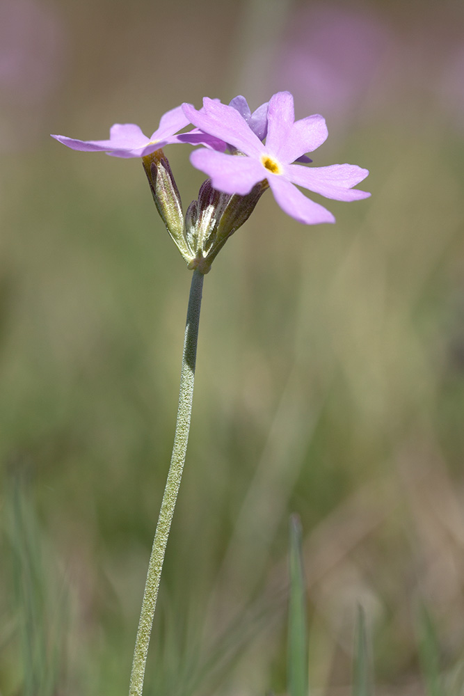 Изображение особи Primula farinosa.