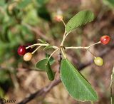 Image of taxon representative. Author is Сергей Наумов