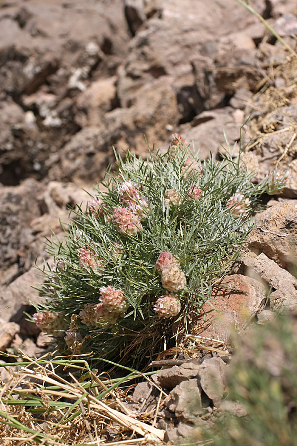 Image of Astragalus inaequalifolius specimen.