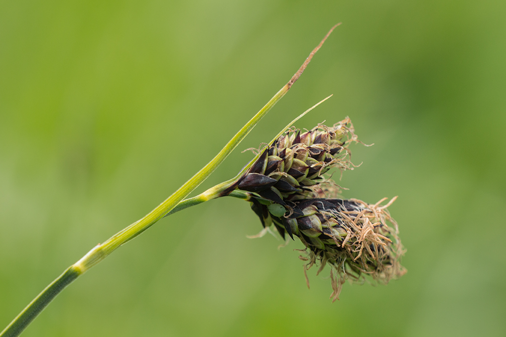 Image of genus Carex specimen.