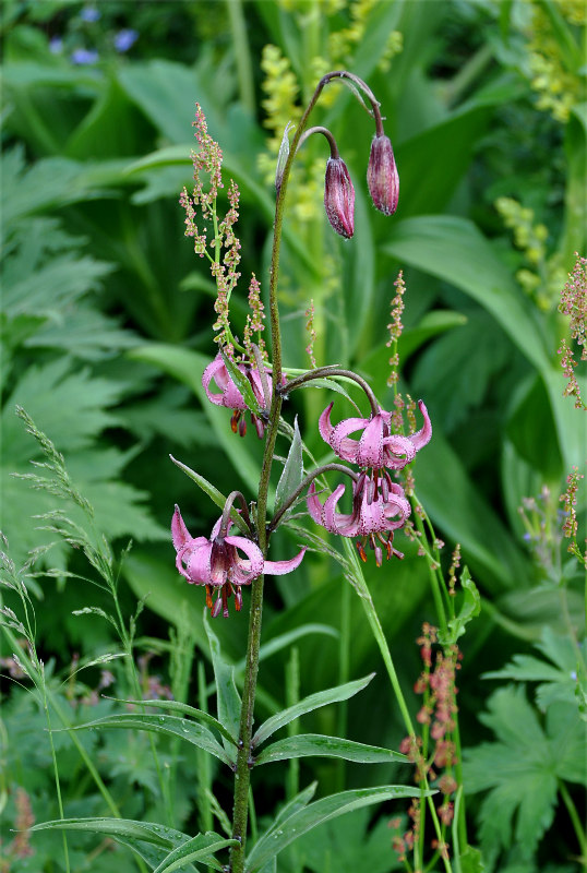 Image of Lilium pilosiusculum specimen.