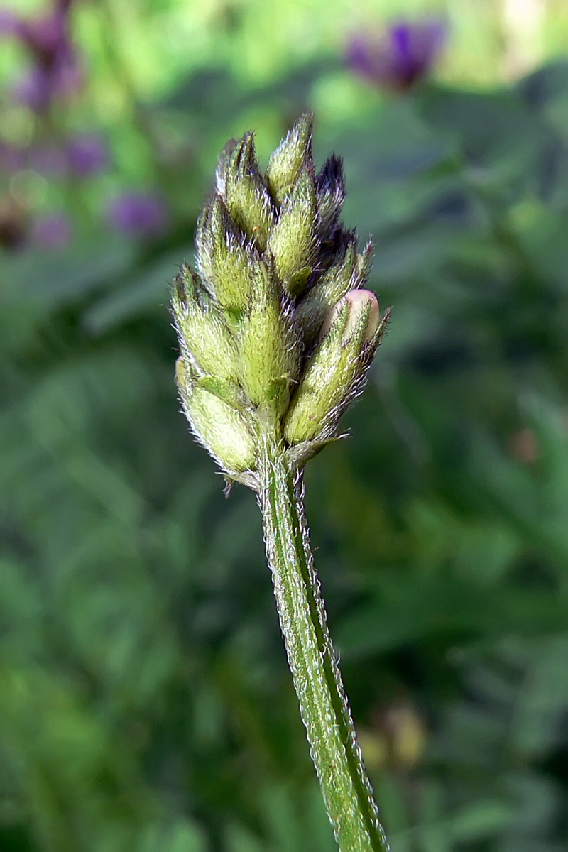 Image of Astragalus danicus specimen.