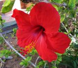 Hibiscus rosa-sinensis. Цветок. Египет, окр. г. Хургада, территория отеля, в озеленении. 12.11.2011.