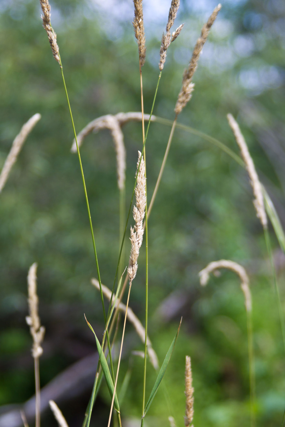 Image of Phalaroides arundinacea specimen.