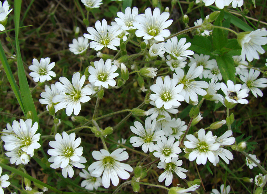 Image of genus Cerastium specimen.