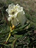 Rhododendron caucasicum. Цветущий побег. Адыгея, гора Оштен. 09.07.2008.