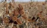 Xanthium orientale. Зрелые соплодия. Краснодарский край, Кущёвский р-н, станица Шкуринская, пустыри. 17 ноября 2007 г.