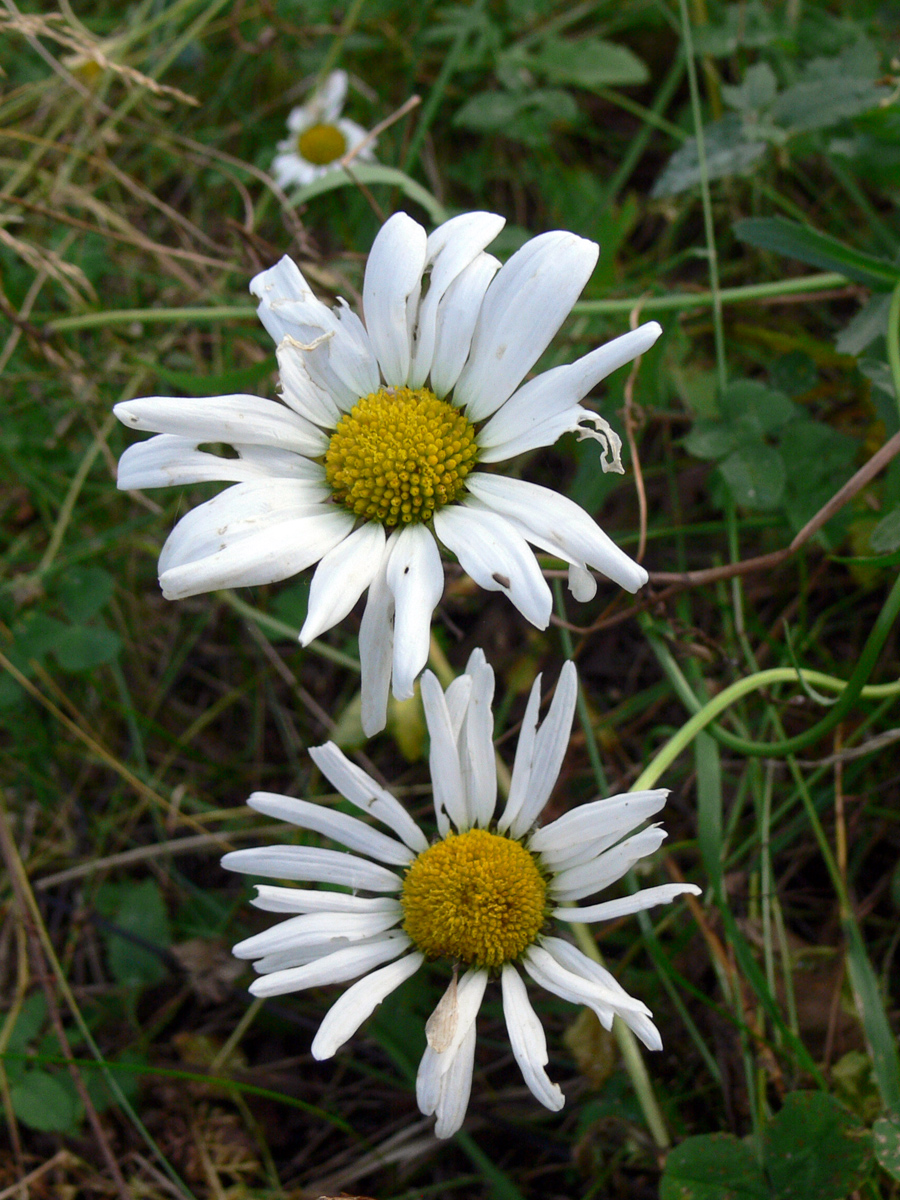 Image of Leucanthemum vulgare specimen.