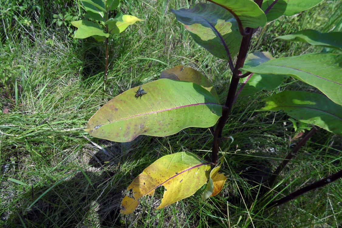 Изображение особи Asclepias syriaca.