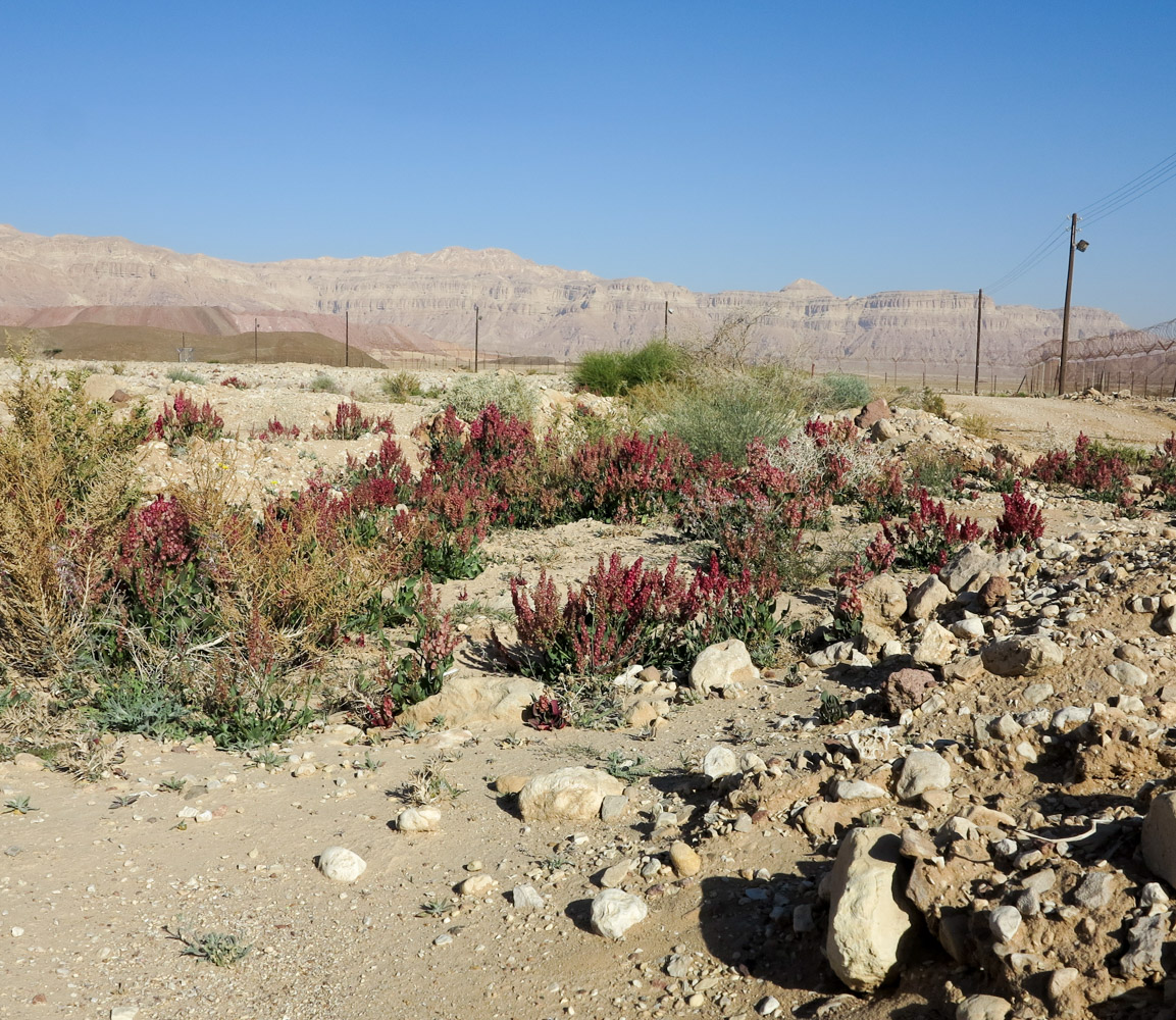 Image of Rumex vesicarius specimen.