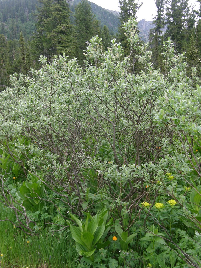 Image of Salix glauca specimen.