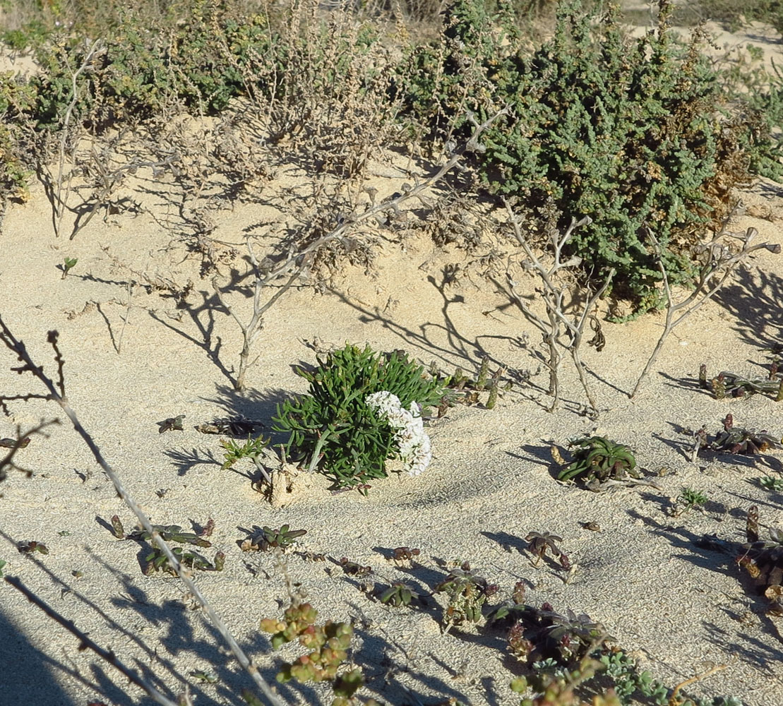 Изображение особи Limonium papillatum.